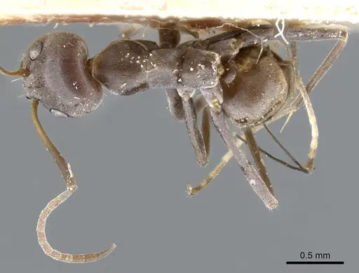Iridomyrmex bicknelli - CASENT0905046