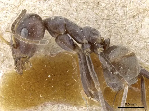 Iridomyrmex bicknelli - CASENT0905046