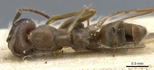 Iridomyrmex bicknelli - CASENT0905053