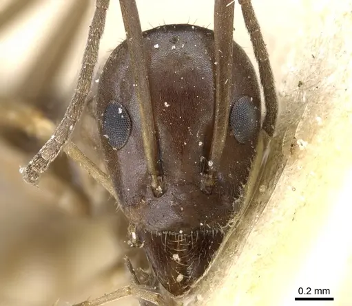 Iridomyrmex bicknelli - CASENT0905053
