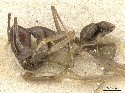 Iridomyrmex bicknelli - CASENT0905053