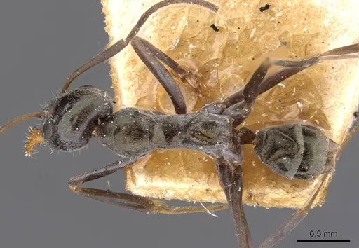 Iridomyrmex bicknelli - CASENT0909505