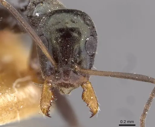 Iridomyrmex bicknelli - CASENT0909505