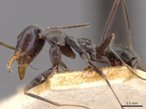 Iridomyrmex bicknelli - CASENT0909505