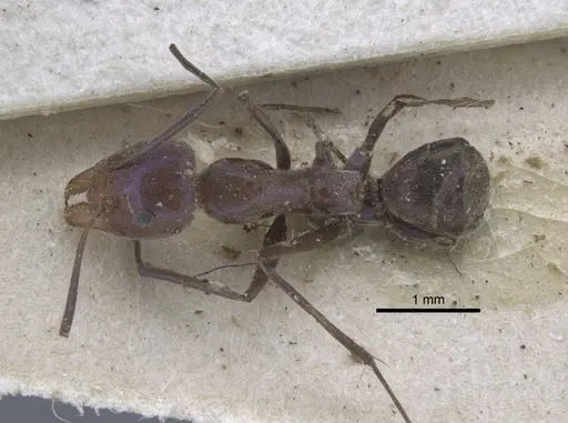 Iridomyrmex bicknelli - CASENT0917104