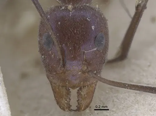 Iridomyrmex bicknelli - CASENT0917104