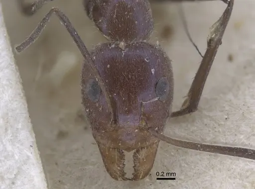 Iridomyrmex bicknelli - CASENT0917104