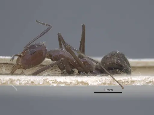 Iridomyrmex bicknelli - CASENT0917104