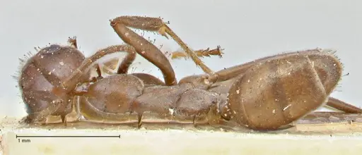 Iridomyrmex bicknelli - FOCOL2834