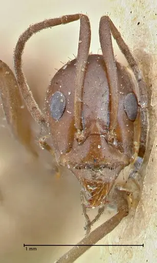 Iridomyrmex bicknelli - FOCOL2834