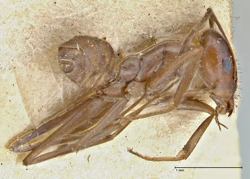 Iridomyrmex bicknelli - FOCOL2834