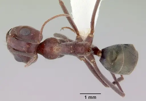 Iridomyrmex bigi specimen