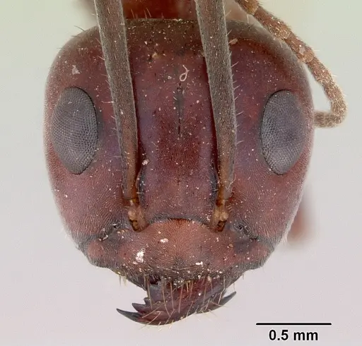 Iridomyrmex bigi specimen