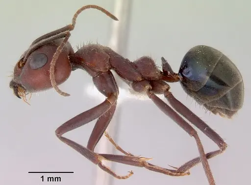 Iridomyrmex bigi specimen
