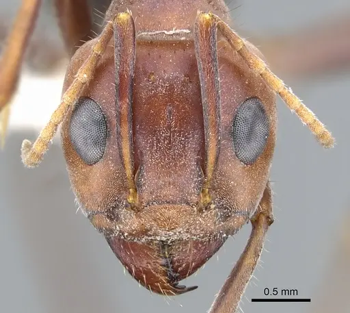 Iridomyrmex bigi - CASENT0903077