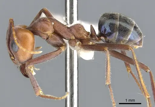 Iridomyrmex bigi - CASENT0903077
