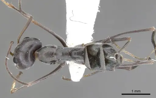 Iridomyrmex brennani specimen