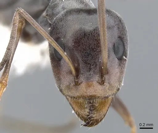 Iridomyrmex brennani specimen