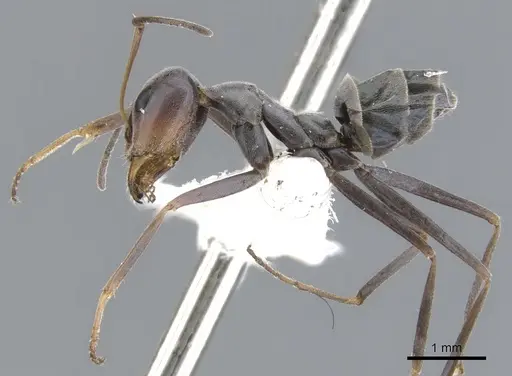 Iridomyrmex brennani specimen