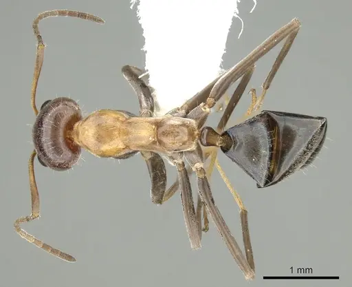 Iridomyrmex brunneus specimen