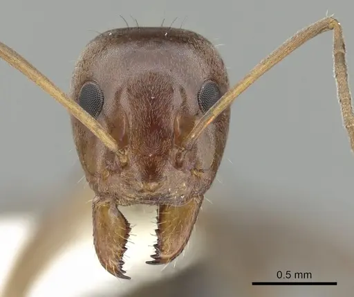 Iridomyrmex brunneus specimen