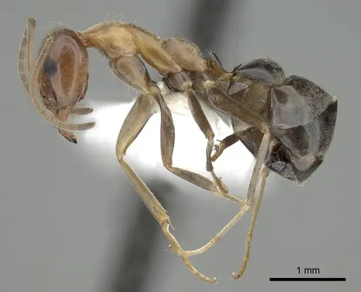 Iridomyrmex brunneus specimen