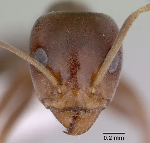 Iridomyrmex calvus specimen