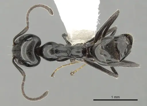 Iridomyrmex calvus - CASENT0249712