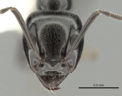 Iridomyrmex calvus - CASENT0249712