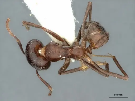 Iridomyrmex calvus - CASENT0886039