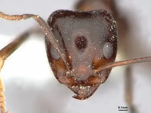 Iridomyrmex calvus - CASENT0886039