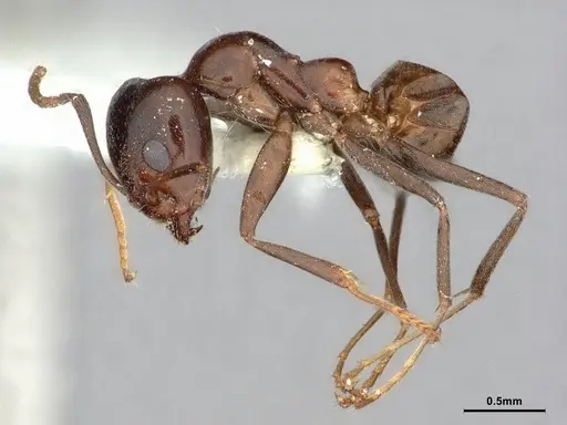 Iridomyrmex calvus - CASENT0886039