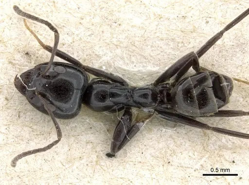 Iridomyrmex calvus - CASENT0905051