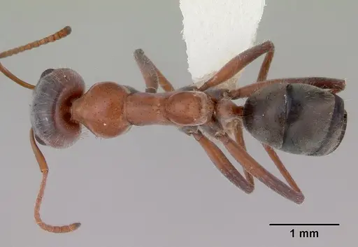 Iridomyrmex cappoinclinus specimen