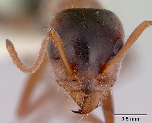 Iridomyrmex cappoinclinus specimen