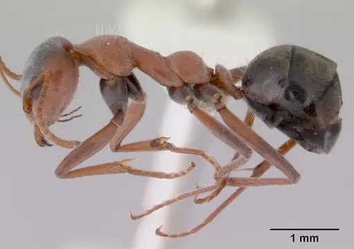 Iridomyrmex cappoinclinus specimen