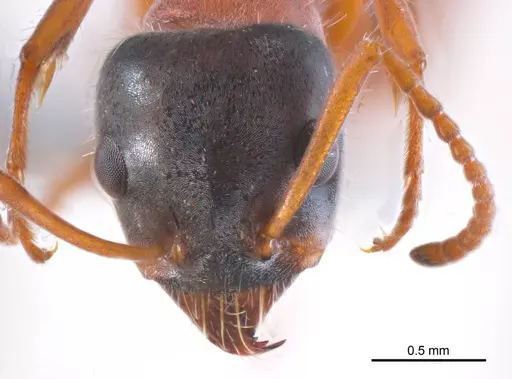 Iridomyrmex cephaloinclinus specimen