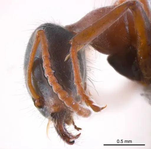 Iridomyrmex cephaloinclinus specimen
