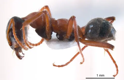 Iridomyrmex cephaloinclinus - ANTWEB1008639