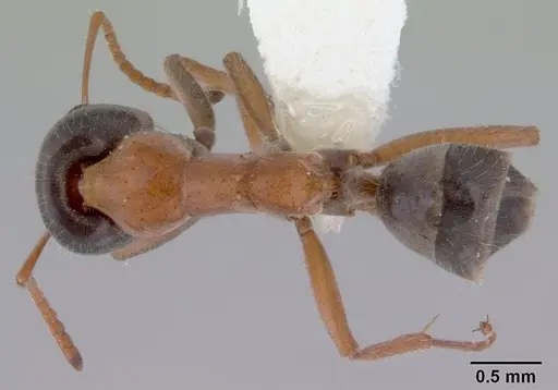 Iridomyrmex cephaloinclinus - CASENT0172059