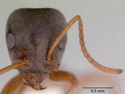 Iridomyrmex cephaloinclinus - CASENT0172059