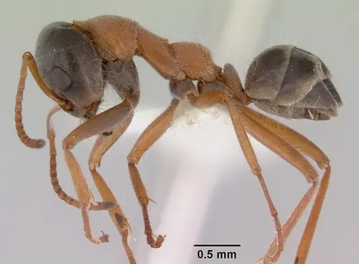 Iridomyrmex cephaloinclinus - CASENT0172059