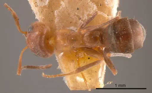 Iridomyrmex chasei specimen