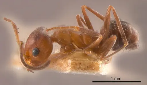 Iridomyrmex chasei specimen