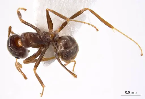 Iridomyrmex chasei - ANTWEB1008640
