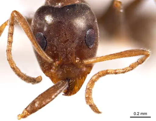 Iridomyrmex chasei - ANTWEB1008640