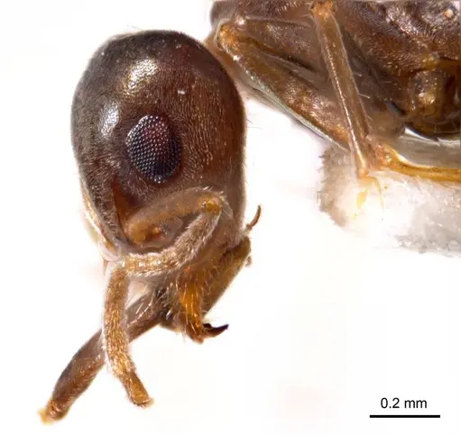Iridomyrmex chasei - ANTWEB1008640