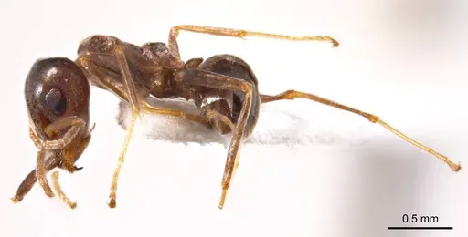 Iridomyrmex chasei - ANTWEB1008640