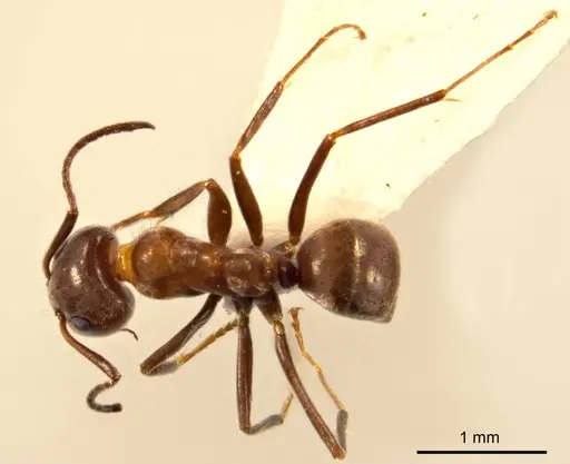 Iridomyrmex chasei - ANTWEB1008641