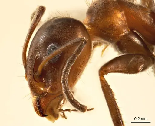 Iridomyrmex chasei - ANTWEB1008641